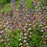 Baptisia, PW® Decadence® Deluxe Pink Truffles False Indigo