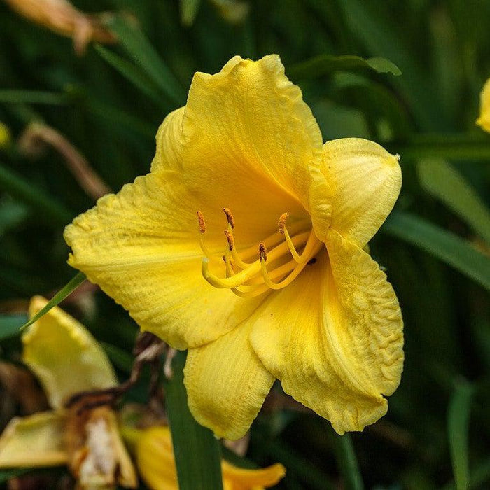 Daylily, Happy Returns Daylily