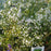 Catmint, Lesser Calamint