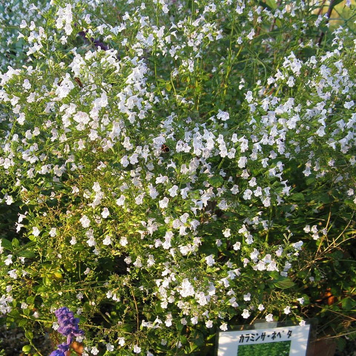 Catmint, Lesser Calamint