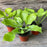 Hosta, Sum and Substance Hosta