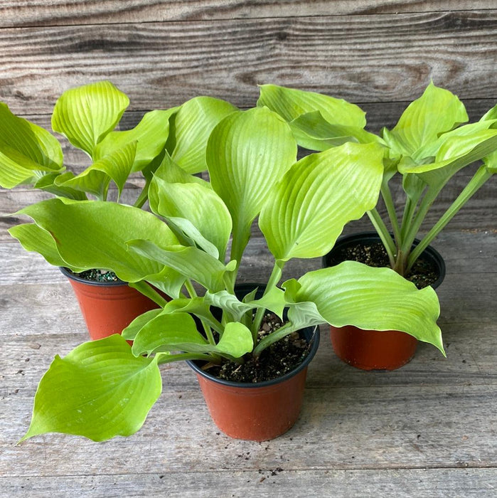 Hosta, Sum and Substance Hosta