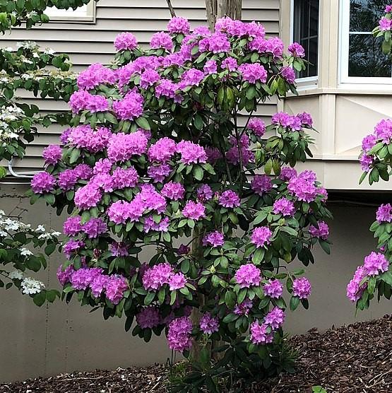 Rhododendron, English Roseum Rhododendron