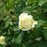 Rose, The Pilgrim® Rose