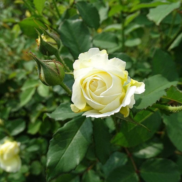 Rose, The Pilgrim® Rose