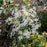 Clematis, Autumn Clematis