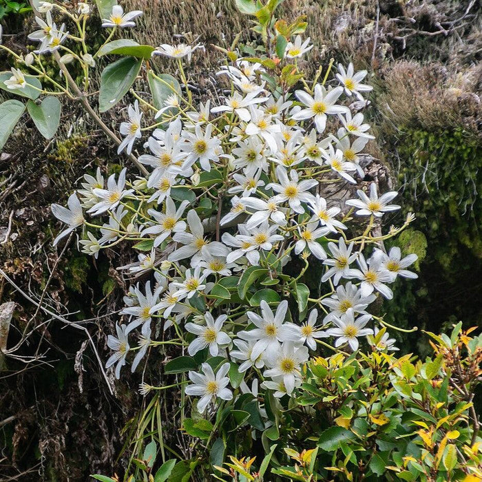 Clematis, Autumn Clematis