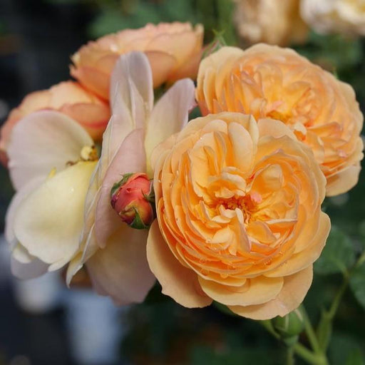Rose, PW® Flavorette® Honey-Apricot Rose