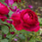 Rose, David Austin Darcey Bussell English Shrub Rose