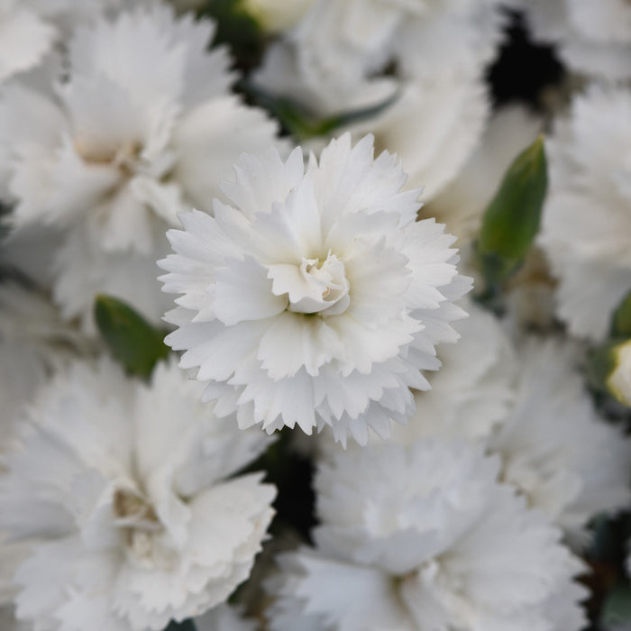 Dianthus, EverLast™ White Dianthus