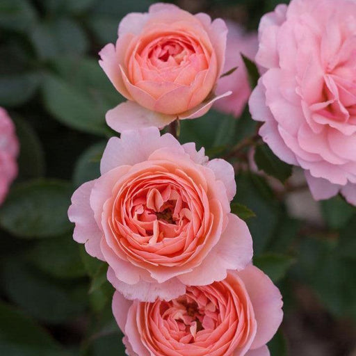 Rose, Calypso Rose