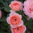 Rose, Calypso Rose