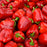 Pepper, Red Delicious Pepper