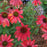 Coneflower, Cheyenne Spirit Echinacea, Coneflower