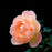 Rose, The Lark Ascending® Rose