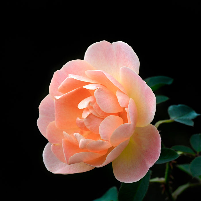 Rose, The Lark Ascending® Rose