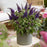 Butterfly Bush, Butterfly Candy® Li'l Grape™ Butterfly Bush