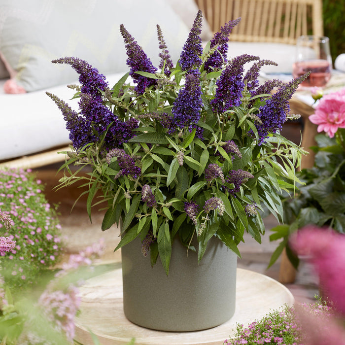 Butterfly Bush, Butterfly Candy® Li'l Grape™ Butterfly Bush