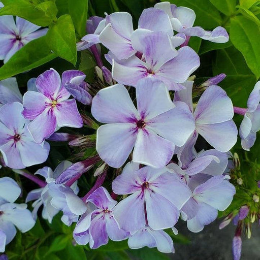 Phlox, Volcano Lilac Splash Phlox