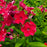 Phlox, Volcano Red Phlox