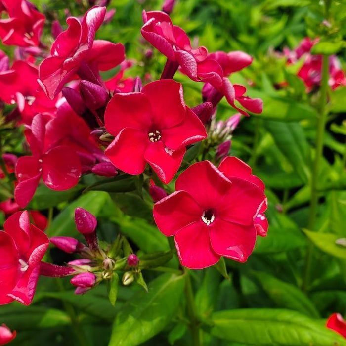 Phlox, Volcano Red Phlox