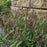 Grass, River Oats, Inland Sea Oats
