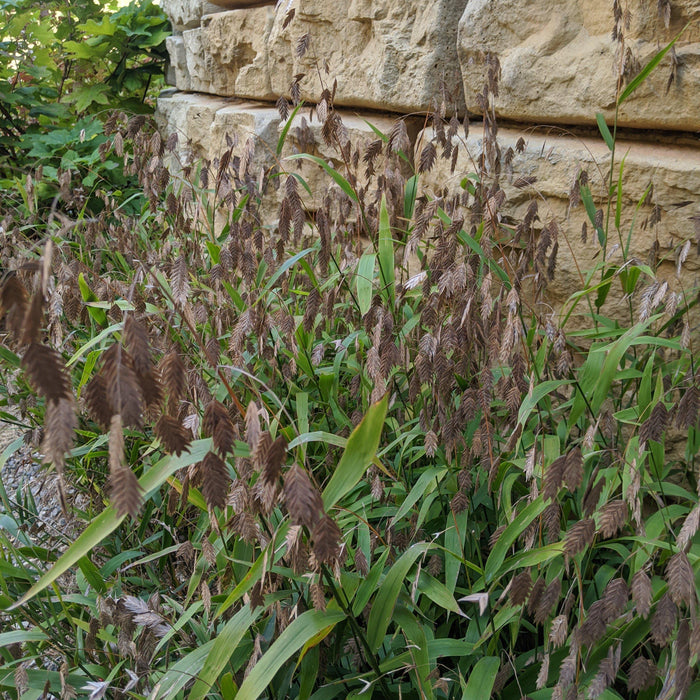 Grass, River Oats, Inland Sea Oats
