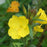 Sundrops, Fireworks Sundrops