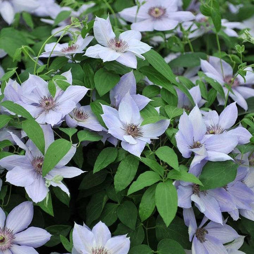 Clematis, Boulevard® Bernadine™ Clematis