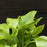 Hosta, Guacamole Hosta