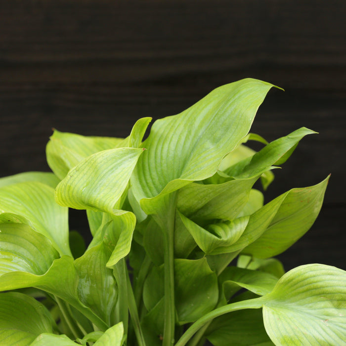 Hosta, Guacamole Hosta