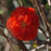 Flowering Quince, PW® Double Take™ Orange Flowering Quince