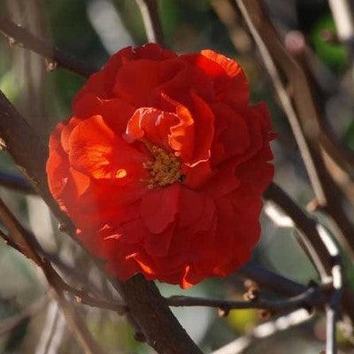 Flowering Quince, PW® Double Take™ Orange Flowering Quince