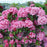 Mountain Laurel, Pink Globe Mountain Laurel