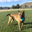 KONG Twistz High-Viz Ball, Large Dog Toy
