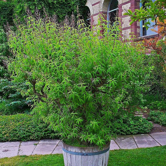 Verbena, Lemon Beebrush