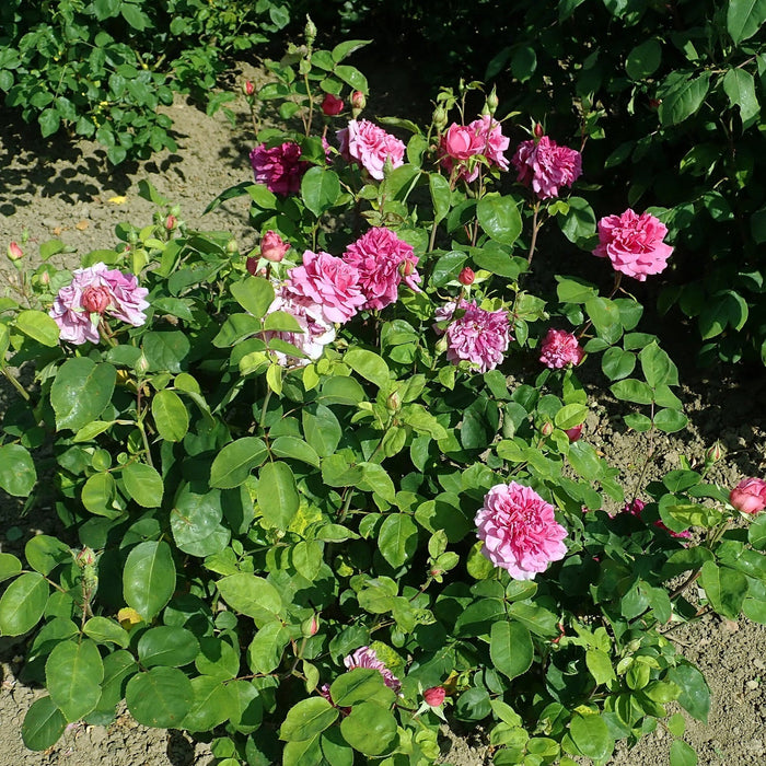 Rose, Sophy's Rose