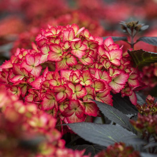 Hydrangea macrophylla 'Bailmacseven'  - First Editions® Eclipse® Hydrangea