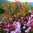 Mountain Laurel, Nipmuck Mountain Laurel
