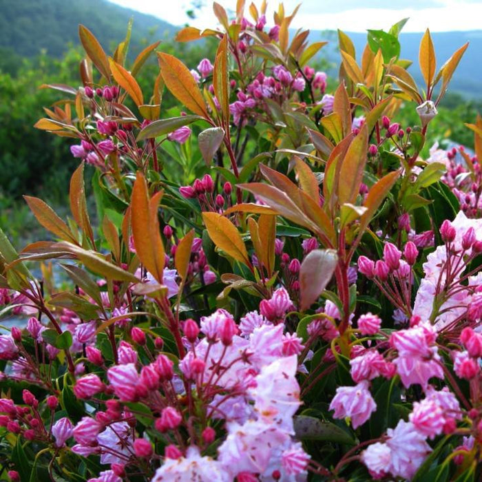 Mountain Laurel, Nipmuck Mountain Laurel