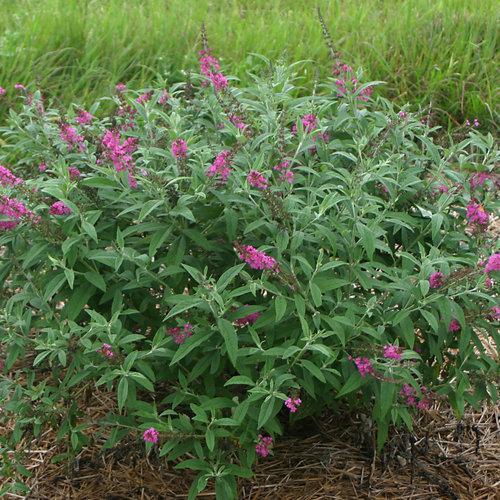 Butterfly Bush, Miss Ruby Butterfly Bush