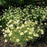 Tickseed, Moonbeam Threadleaf Coreopsis