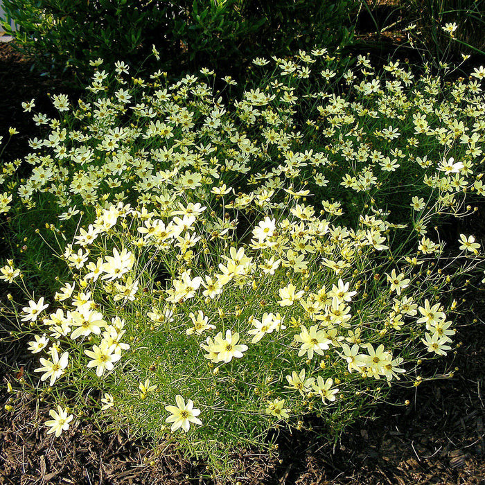 Tickseed, Moonbeam Threadleaf Coreopsis