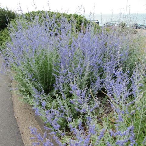Russian Sage, Blue Jean Baby Russian Sage