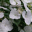 Hydrangea, Fairytrail Bride® Cascade Hydrangea