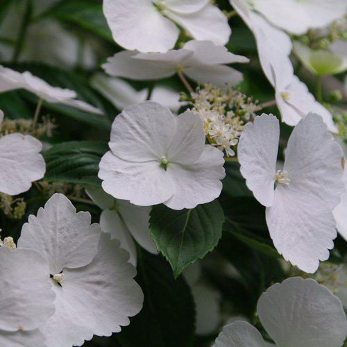 Hydrangea, Fairytrail Bride® Cascade Hydrangea