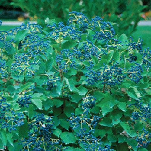 Viburnum, Blue Muffin® Arrowwood Viburnum