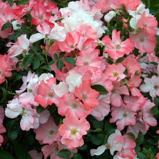 Rose, Flower Carpet® Coral Rose