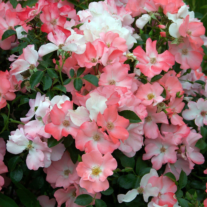 Rose, Flower Carpet® Coral Rose