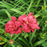 Daylily, Double Pardon Me Daylily